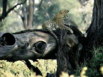 Raopard leopard